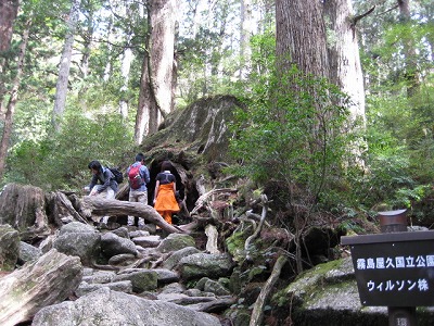 屋久島の縄文杉