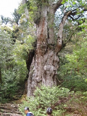 縄文杉