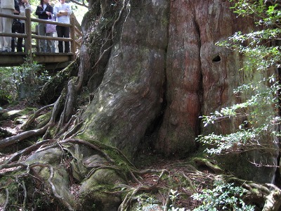 屋久島トレッキング