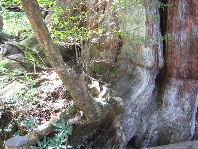屋久島トレッキング