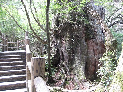 世界遺産屋久島