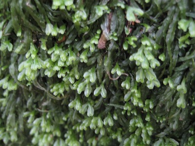屋久島観光