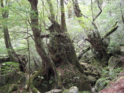 屋久島