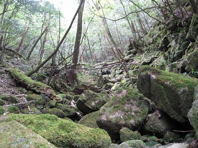 屋久杉