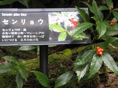 屋久島の植物