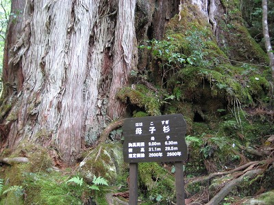 母子杉