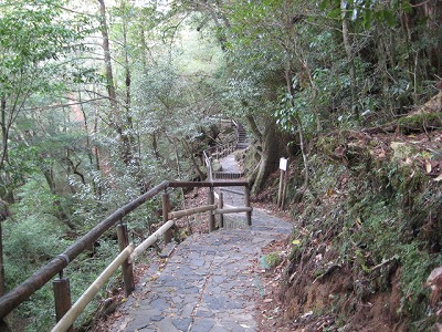 屋久島の自然