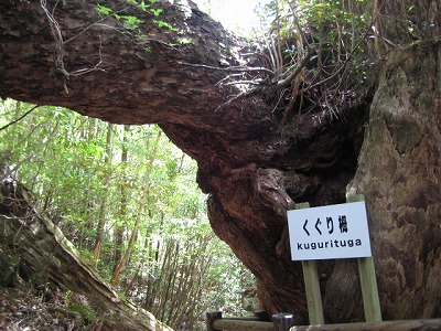 屋久杉