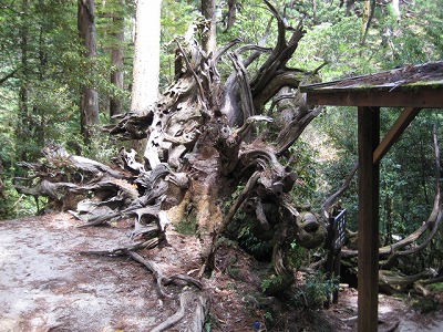 屋久島観光