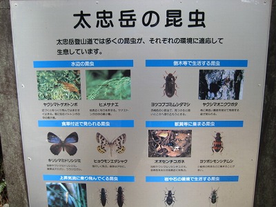 屋久島トレッキング