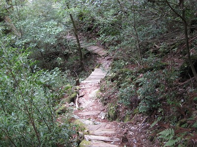 屋久島ヤクスギランド