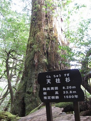 天柱杉